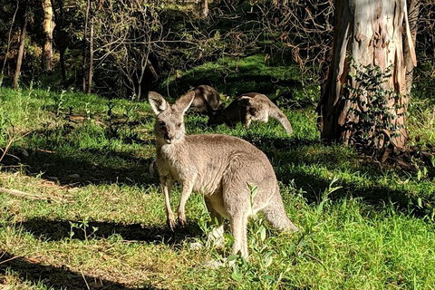Australian Wildlife & Waterfalls Private Tour With \'Personalised Sydney Tours\' - Tourism Gold Coast 0