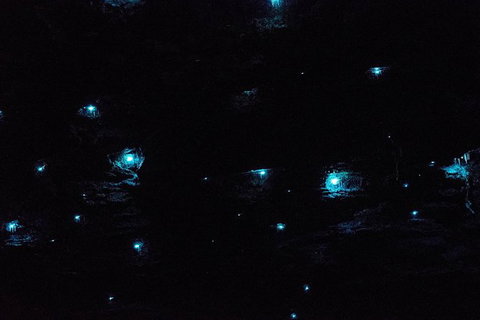 Night 4WD & Guided Glow Worm Tour Wildlife Spotlighting Blue Mountains Adventure - Tourism Gold Coast 1