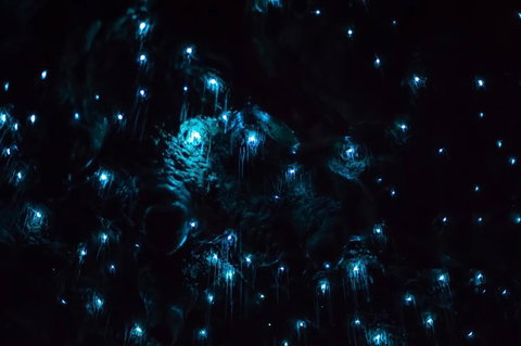 Night 4WD & Guided Glow Worm Tour Wildlife Spotlighting Blue Mountains Adventure - Tourism Gold Coast 4