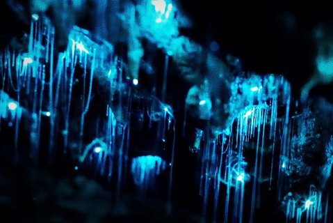 Night 4WD & Guided Glow Worm Tour Wildlife Spotlighting Blue Mountains Adventure - Tourism Gold Coast 7