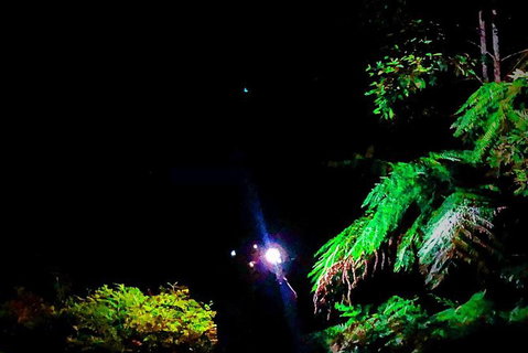 Night 4WD & Guided Glow Worm Tour Wildlife Spotlighting Blue Mountains Adventure - Tourism Gold Coast 8