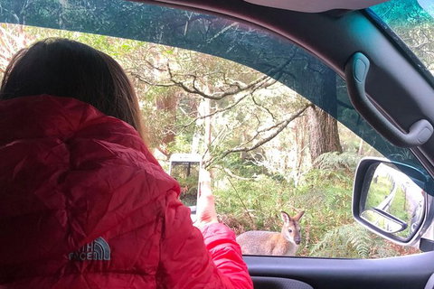Jenolan Caves Blue Mountains And Kanangra Walls Look Out 4WD Day Tour - Tourism Gold Coast 9