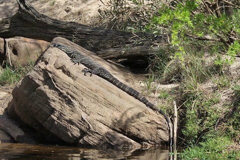 Wilderness Kayak Adventure With Gourmet Food - Tourism Gold Coast 6