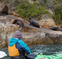 Sydney Kayak Seal Encounter Adventure with Gourmet Food - Tourism Gold Coast