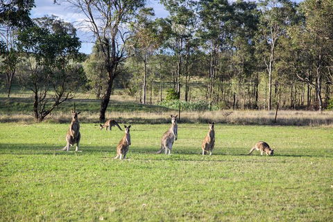 Private Full-Day Wine Tour In Hunter Valley - Tourism Gold Coast 2