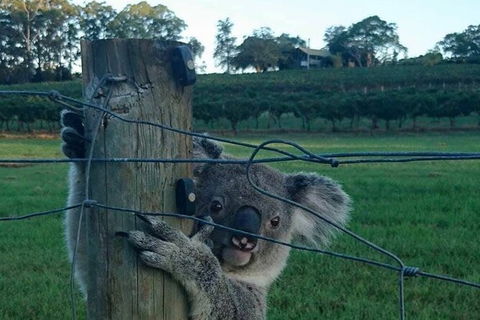 The Secret Vines Experience Port Macquarie - Tourism Gold Coast 1