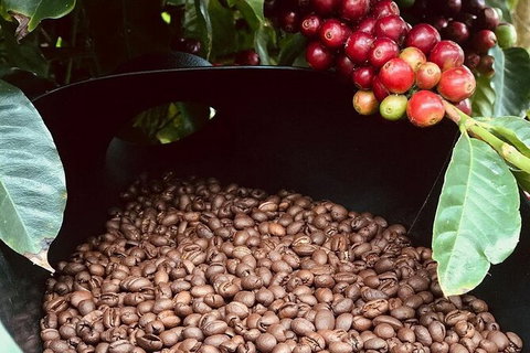 Coffee Farm Tour And Workshop, Byron Bay Hinterland - Tourism Gold Coast 1