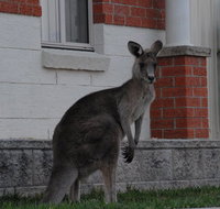 Urban Kangaroos and Pelican Feeding - Tourism Gold Coast