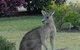 Urban Kangaroos - thumb 1