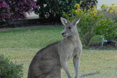 Urban Kangaroos - Tourism Gold Coast 1