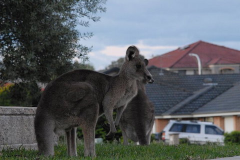 Urban Kangaroos - Tourism Gold Coast 4