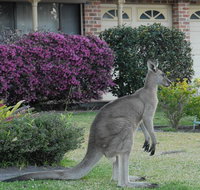 Urban Kangaroos - Tourism Gold Coast