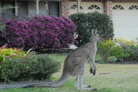 Urban Kangaroos - Tourism Gold Coast 0