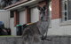 Urban Kangaroos - thumb 5