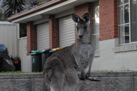Urban Kangaroos - Tourism Gold Coast 5