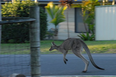 Urban Kangaroos - Tourism Gold Coast 3