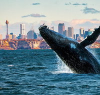 Whales of Sydney Safari - Tourism Gold Coast