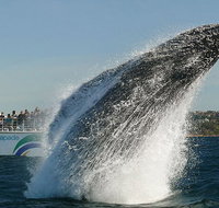 2hr Explorer Cruise - Sydney's best value whale watching cruise - Tourism Gold Coast
