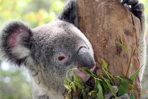 Private 10-hour Tour To Blue Mountains From Sydney - Hotel Pick Up & Drop Off - Tourism Gold Coast 2