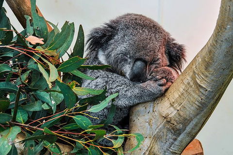 Blue Mountains Highlights, Wildlife Park And Scenic World Full Day Private Tour - Tourism Gold Coast 1