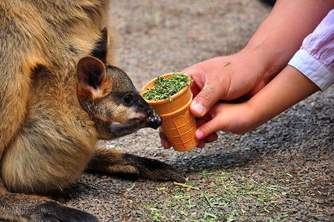 Blue Mountains Highlights, Wildlife Park And Scenic World Full Day Private Tour - Tourism Gold Coast 3