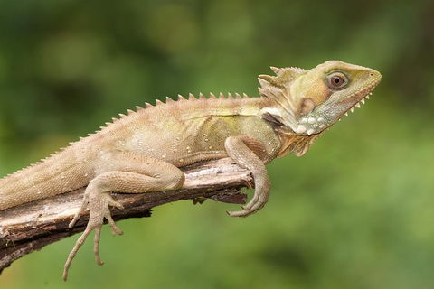 Atherton Tablelands Rain Forest By Night From Cairns - Tourism Gold Coast 10