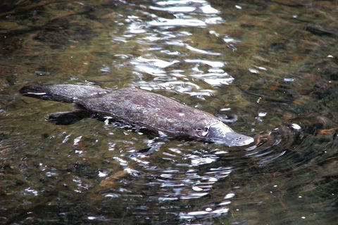 Atherton Tablelands Rain Forest By Night From Cairns - Tourism Gold Coast 7