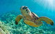 All Inclusive Dolphin And Tangalooma Wrecks Cruise - thumb 6