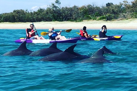 Half Day Dolphin Kayaking And Snorkeling Tour - Tourism Gold Coast 1