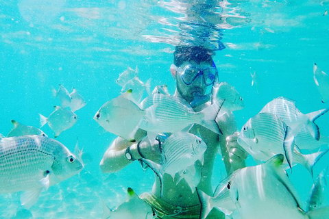 Half Day Dolphin Kayaking And Snorkeling Tour - Tourism Gold Coast 3