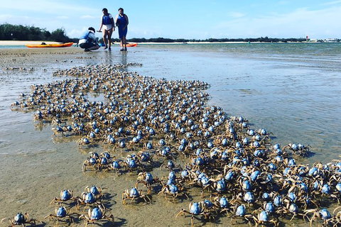 Half Day Dolphin Kayaking And Snorkeling Tour - Tourism Gold Coast 10