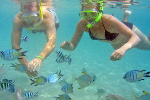 Half Day Dolphin Kayaking And Snorkeling Tour - Tourism Gold Coast 4