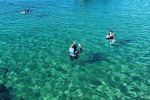 Half Day Dolphin Kayaking And Snorkeling Tour - Tourism Gold Coast 12