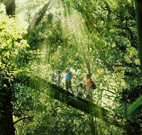 Gold Coast Lamington National Park and Tamborine Mountain 4WD Ecotour - Tourism Gold Coast