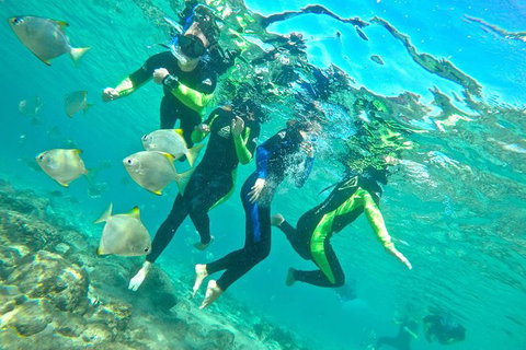 Half-Day Kayak, SUP And Snorkel Tour At Wave Break Island With Lunch - Tourism Gold Coast 7