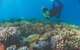 Wavedancer Low Isles Great Barrier Reef Sailing Cruise From Cairns - thumb 4