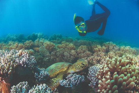 Wavedancer Low Isles Great Barrier Reef Sailing Cruise From Cairns - Tourism Gold Coast 4