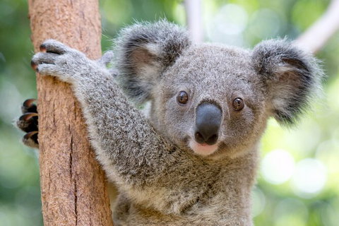 Currumbin Wildlife Sanctuary General Entry Ticket - Tourism Gold Coast 17