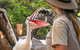 Currumbin Wildlife Sanctuary General Entry Ticket - thumb 19