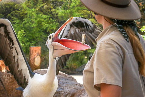 Currumbin Wildlife Sanctuary General Entry Ticket - Tourism Gold Coast 19