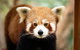 Currumbin Wildlife Sanctuary General Entry Ticket - thumb 3