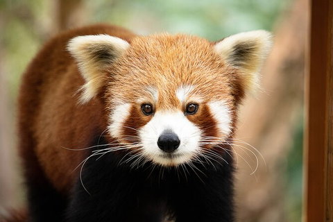 Currumbin Wildlife Sanctuary General Entry Ticket - Tourism Gold Coast 3
