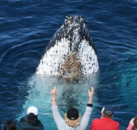 Whale Watching Tour in Gold Coast - Tourism Gold Coast
