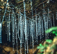 Glow Worm Evening Eco-Adventure from the Gold Coast - Tourism Gold Coast