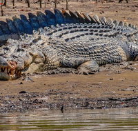 Solar Whisper Daintree River Crocodile and Wildlife Cruise - Tourism Gold Coast