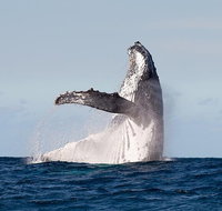Private whale watching - Tourism Gold Coast