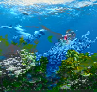 Full Day Snorkel In The Great Barrier Reef - Tourism Gold Coast