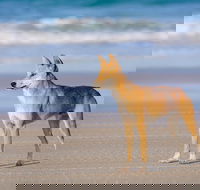 Fraser Island 4WD Tour from Rainbow Beach - Tourism Gold Coast