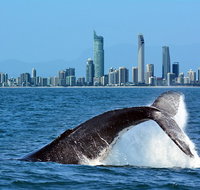 Gold Coast Airport to and from Byron Bay NSW for up-to 7 ppl - Tourism Gold Coast