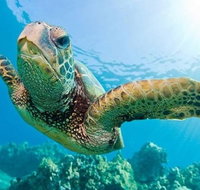 Guided Snorkel with Fish Tour at Cook Island Aquatic Reserve - Tourism Gold Coast